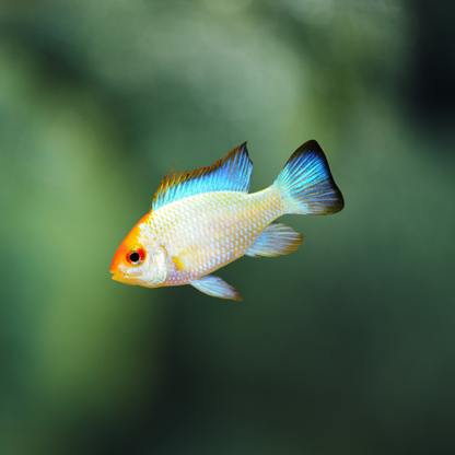 Mikrogeophagus ramirezi elec Blue Gold | peces agua dulce