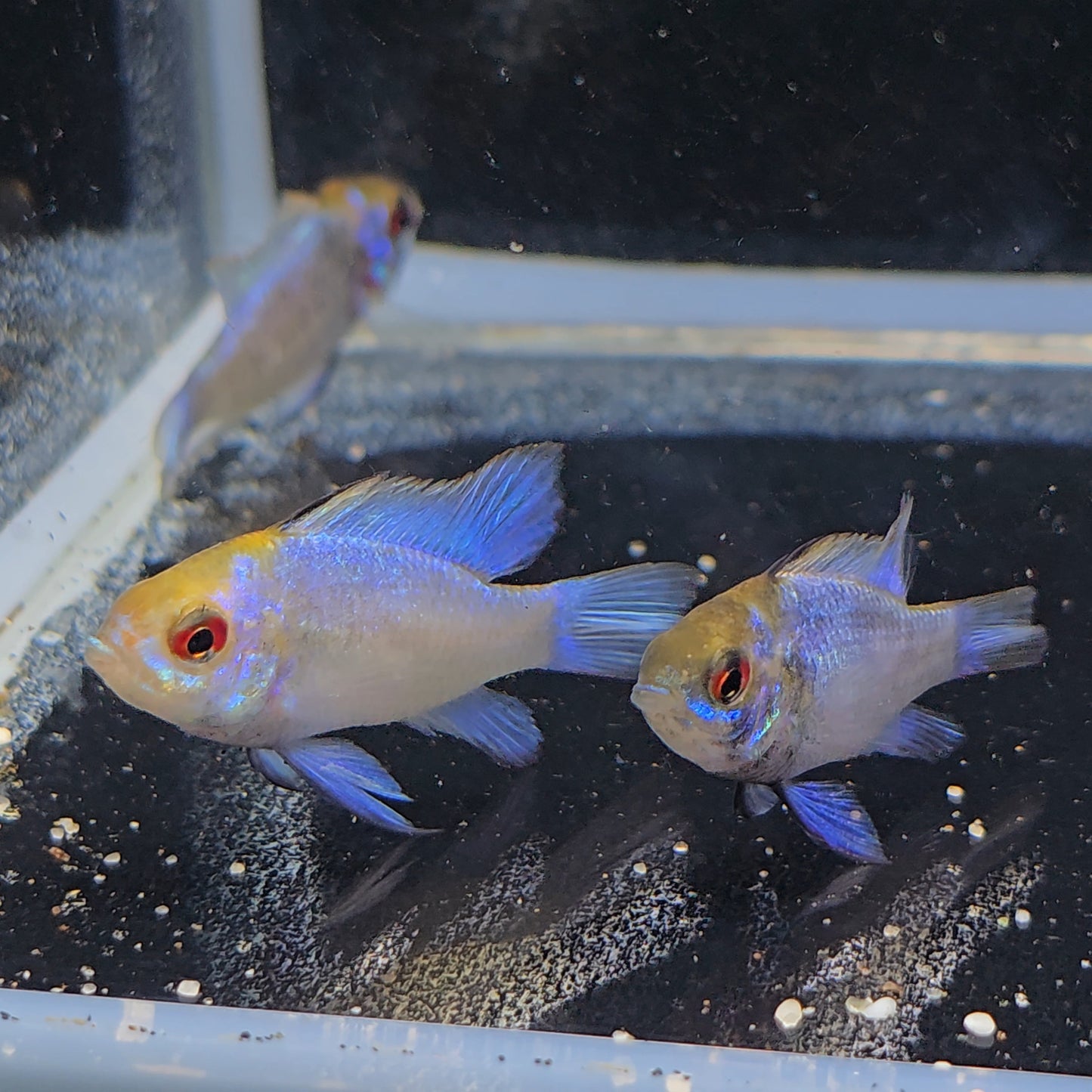 Mikrogeophagus ramirezi elec Blue Gold | peces agua dulce