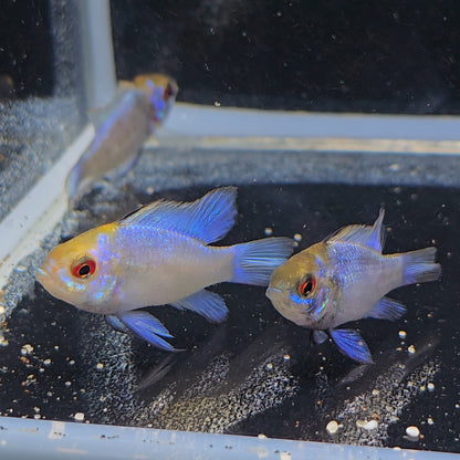 Mikrogeophagus ramirezi elec Blue Gold | peces agua dulce