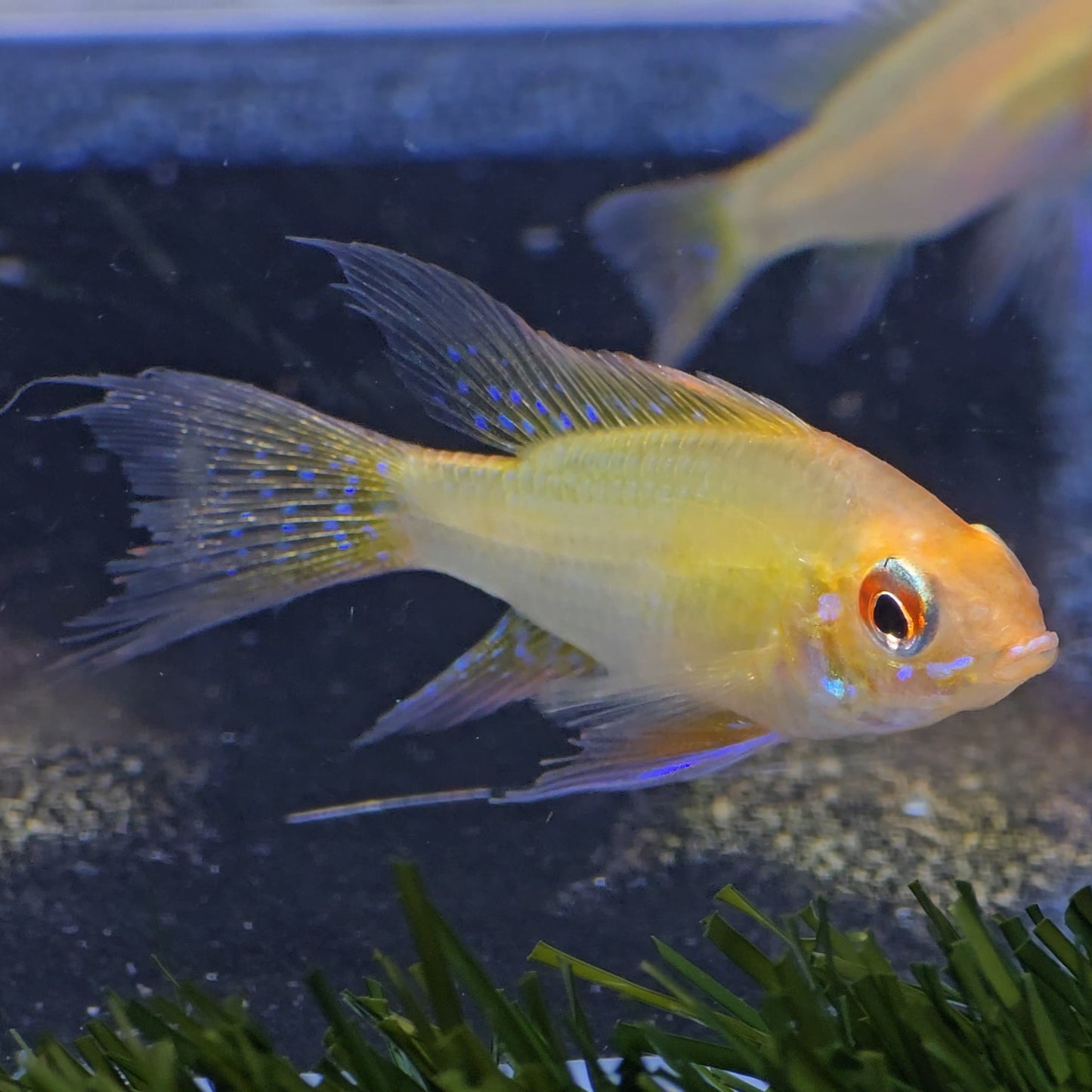 Mikrogeophagus Ramirezi Red Gold 3-3,5