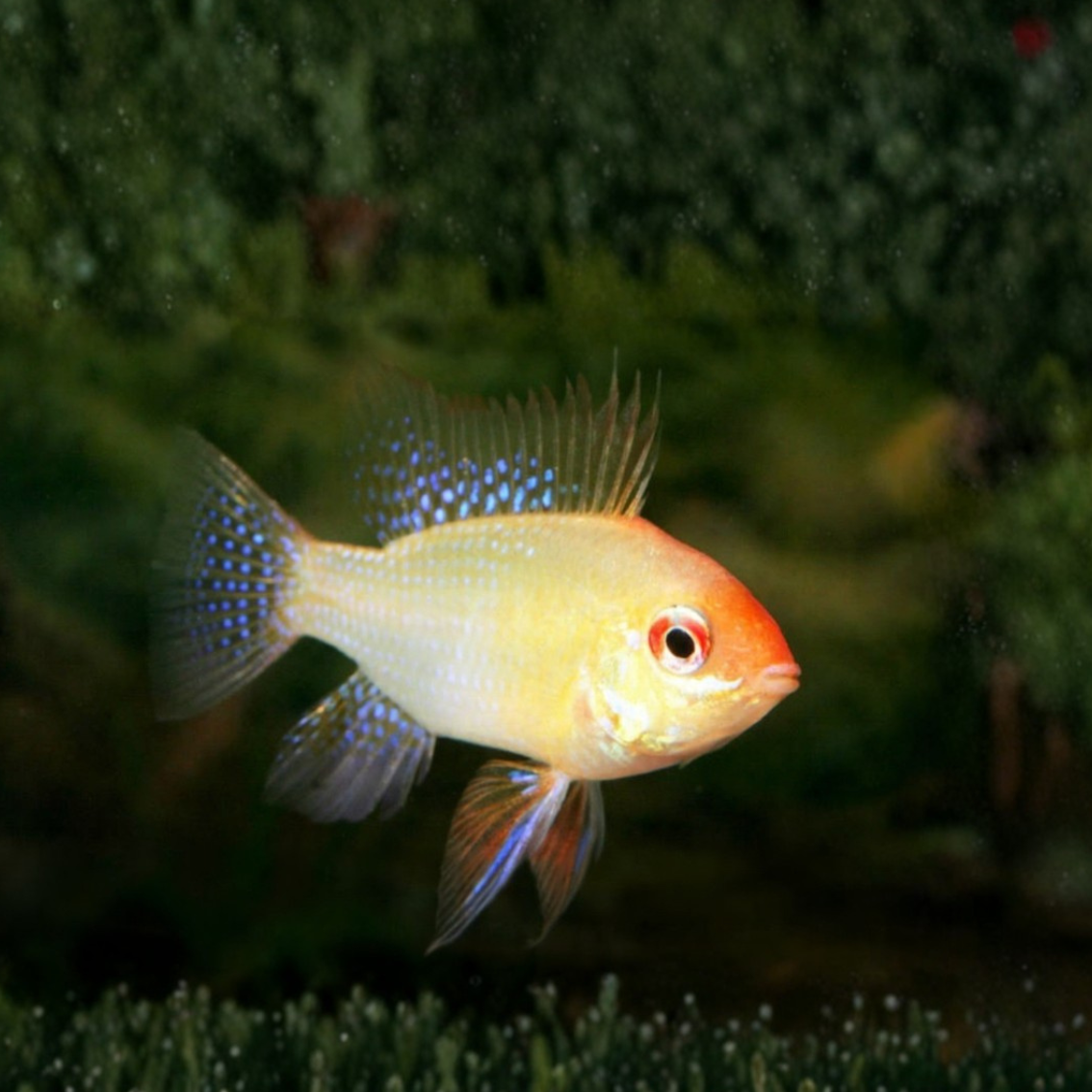 Papiliochromis ramirezi GOLD g.br. 2,5-3cm