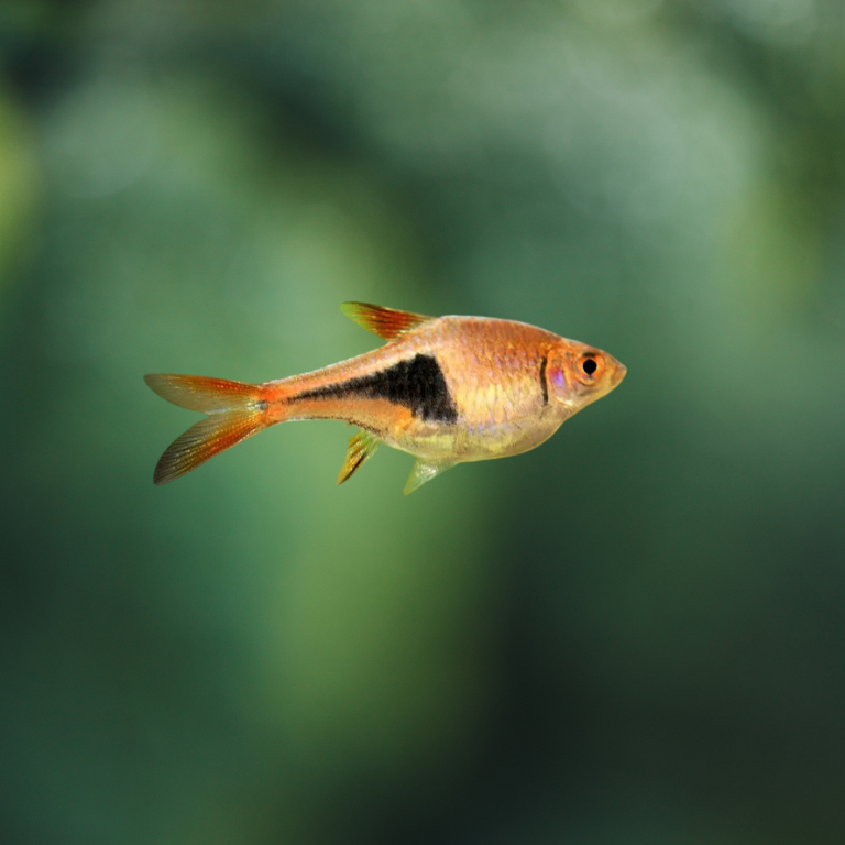 Rasbora heteromorpha | Arlequín