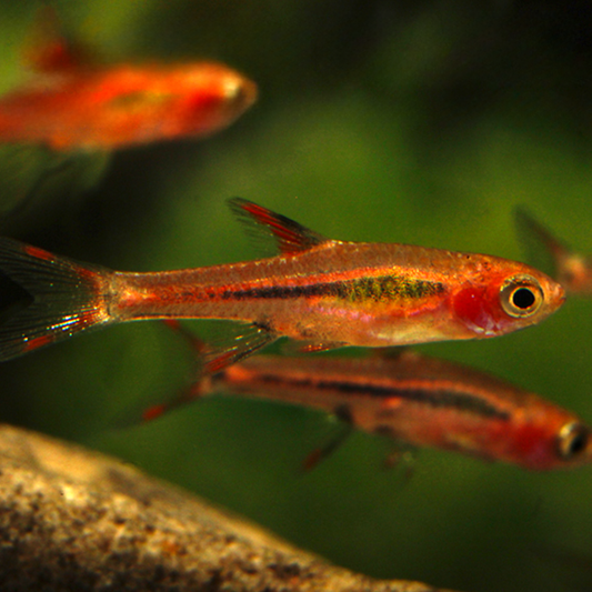Boraras Brigittae Rasbora Mosquito talla lg