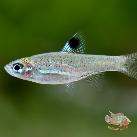 Rasbora Dorsiocellata | freshwater fish 