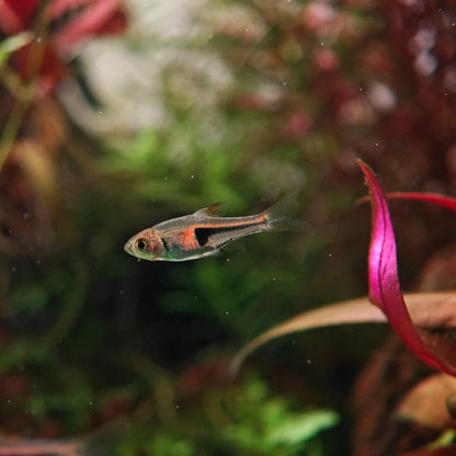 Rasbora espei wild md-lg | Trigonostigma espei