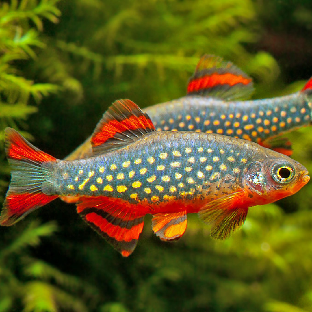 Rasbora Galaxy - Danio margaritatus | peces agua dulce
