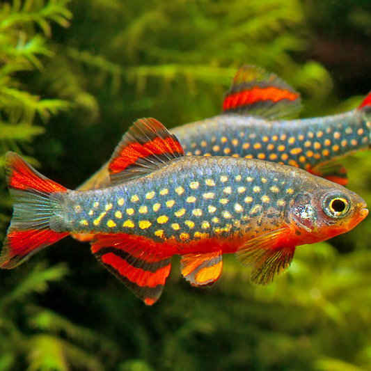 Rasbora Galaxy - Danio margaritatus | peces agua dulce