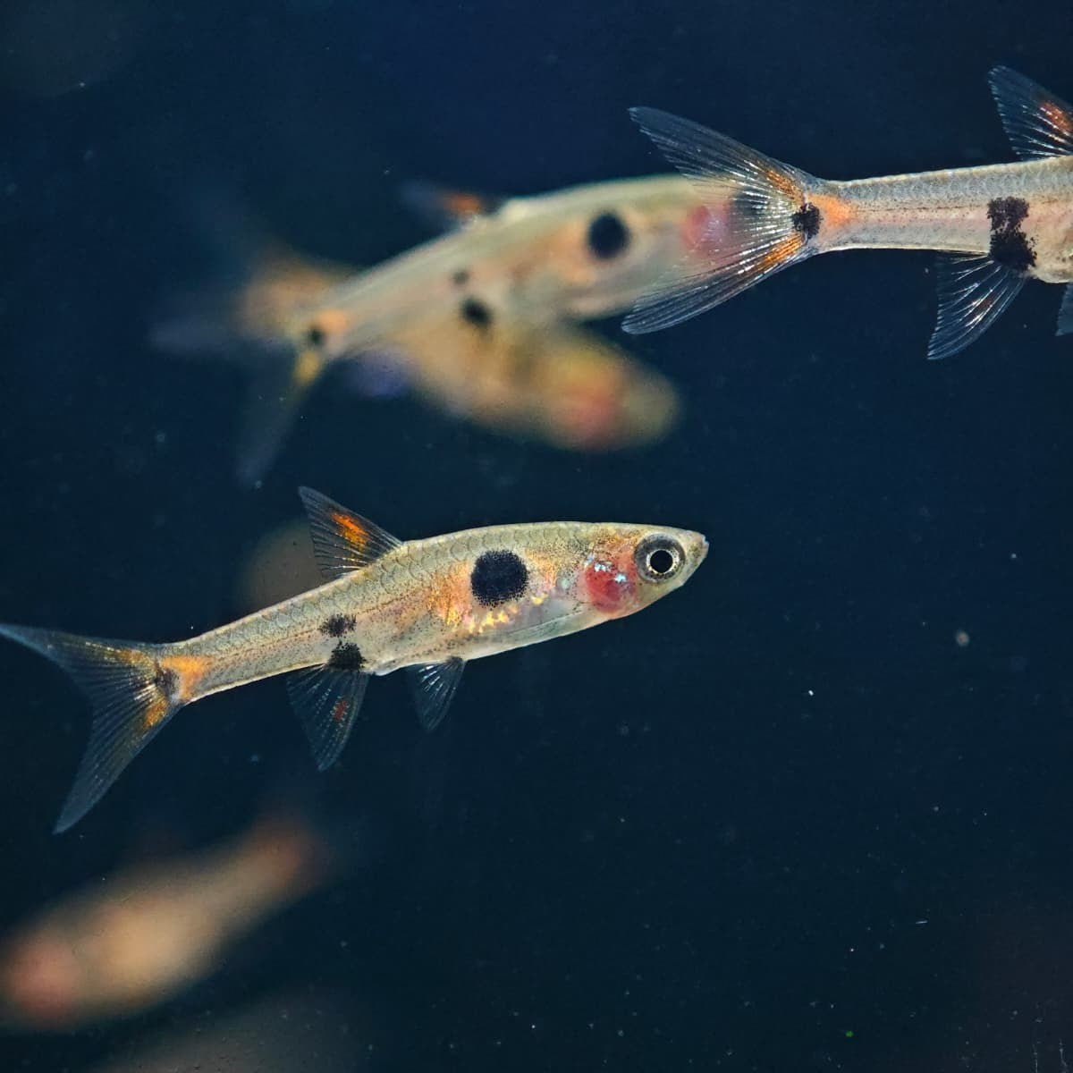 Rasbora Maculata