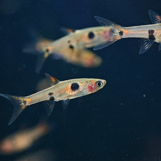 Rasbora Maculata