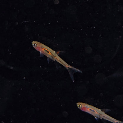 Rasbora merah md-lg