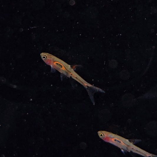 Rasbora merah md-lg