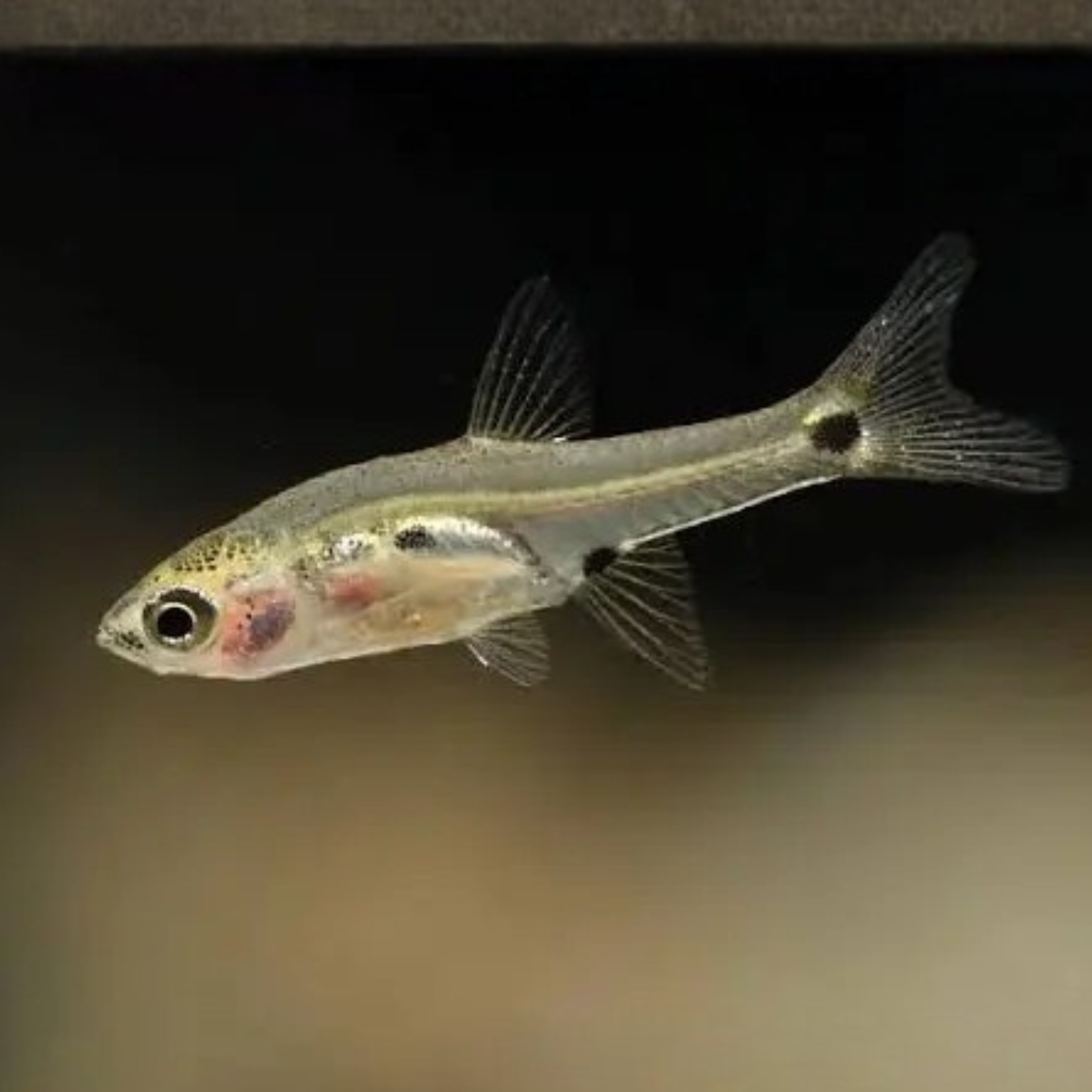 Rasbora (Boraras) micros wild md