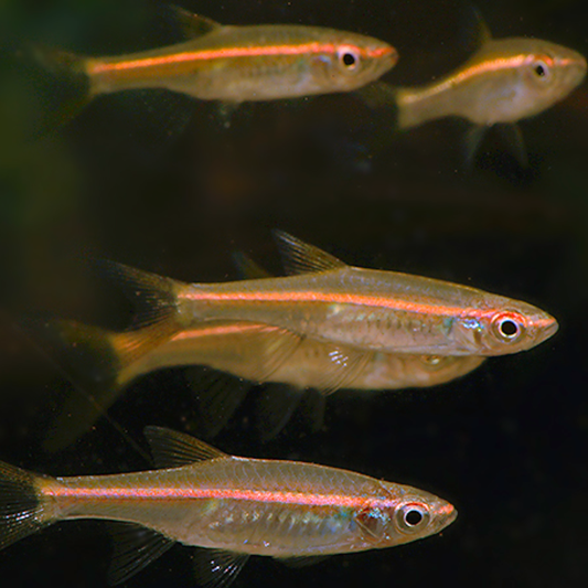 Rasbora pauciperforata talla 2,5-3cm