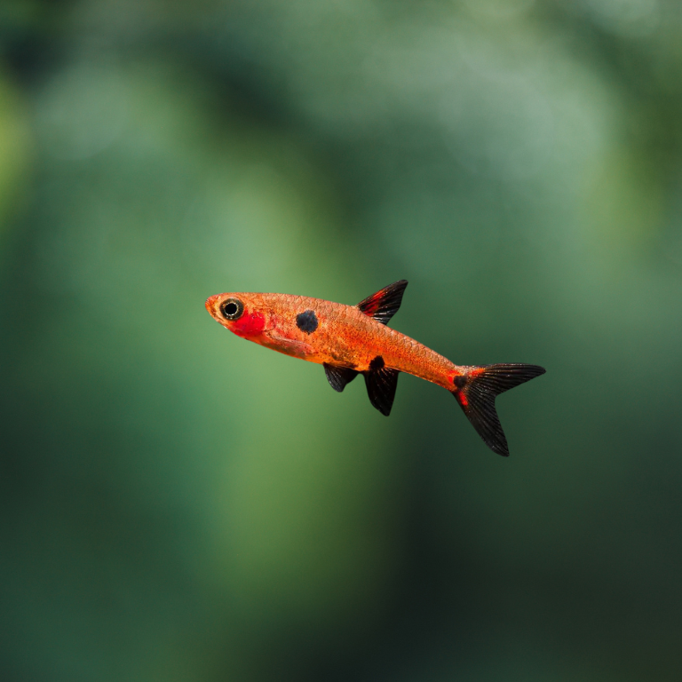 Rasbora Maculata