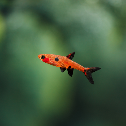 Rasbora Maculata