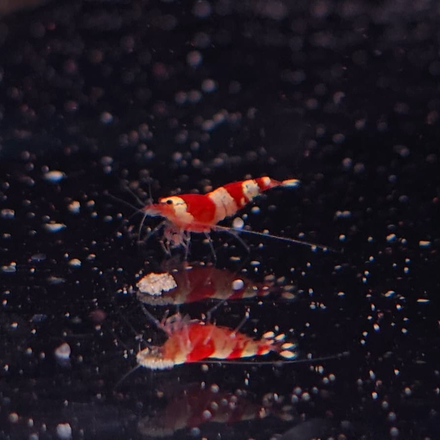 Caridina Cantonensis - Crystal red 1,2-2cm