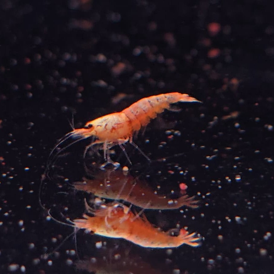Caridina Cantonensis - Crystal red 1,2-2cm