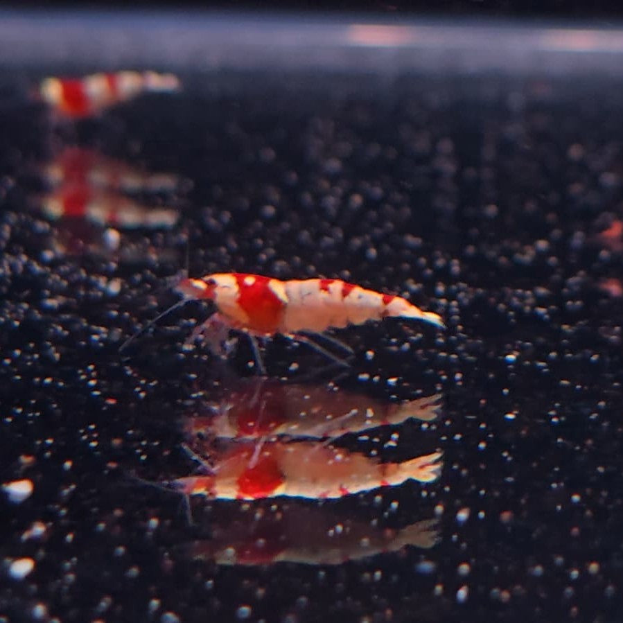 Caridina Cantonensis - Crystal red 1,2-2cm