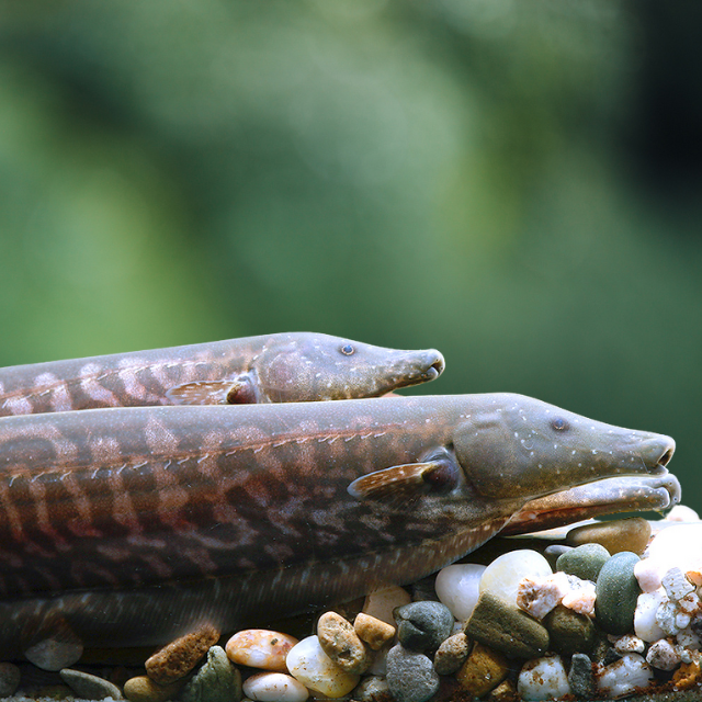 Rhamphichthys Rostratus 15-25 | peces agua dulce