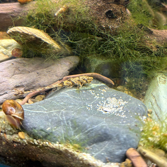 Rineloricaria Filamentosa 4-5cm