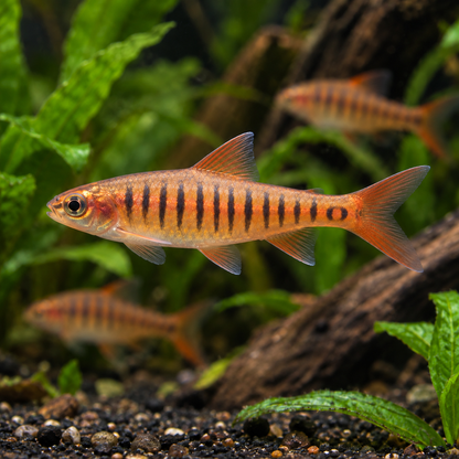 Barbus barilioides talla 3 cm