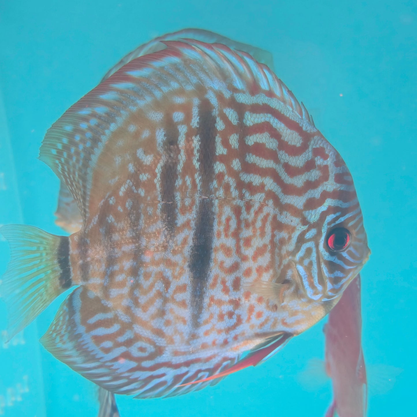 Disco Trombeta Heckel Cross talla 13-14cm Jackon Keong