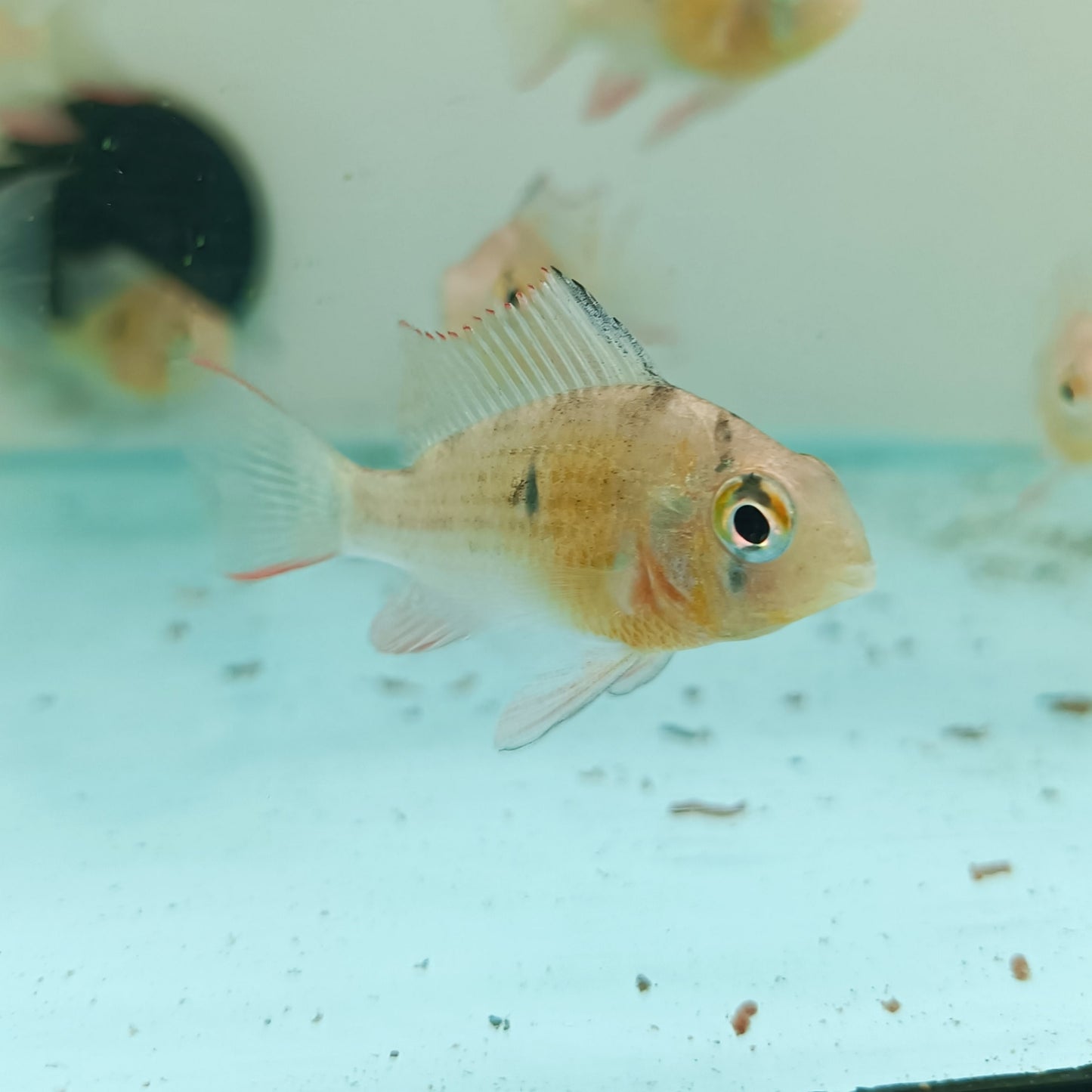 Mikrogeophagus Altispinosa | peces agua dulce