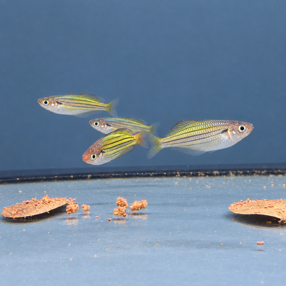 Melanotaenia sexlineata talla 3,5-4cm