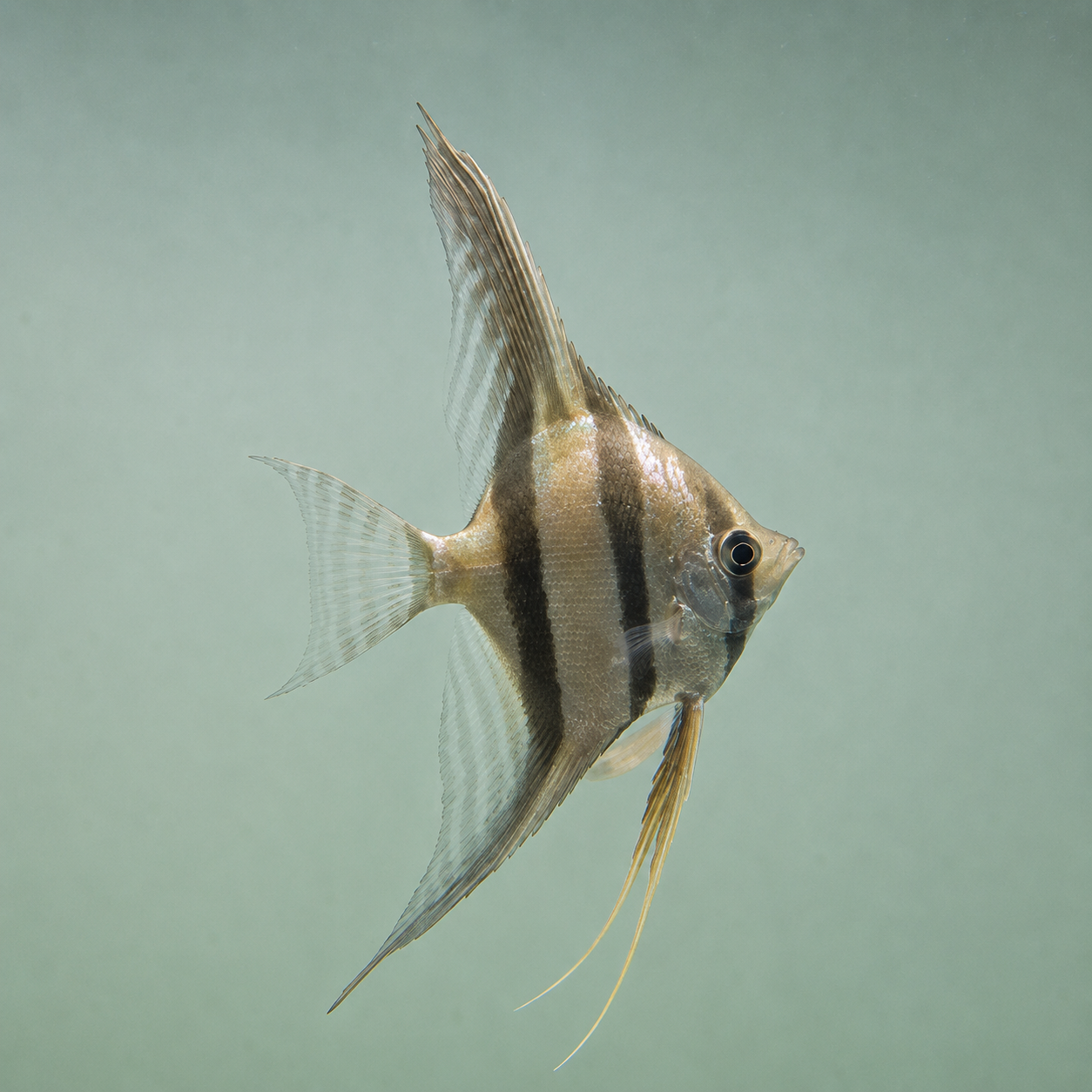 Pterophyllum altum talla +15 cm altura