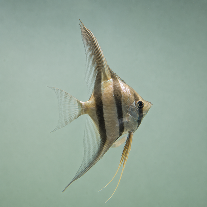 Pterophyllum altum talla +15 cm altura