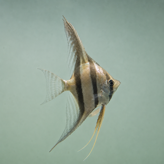 Pterophyllum altum talla +15 cm altura