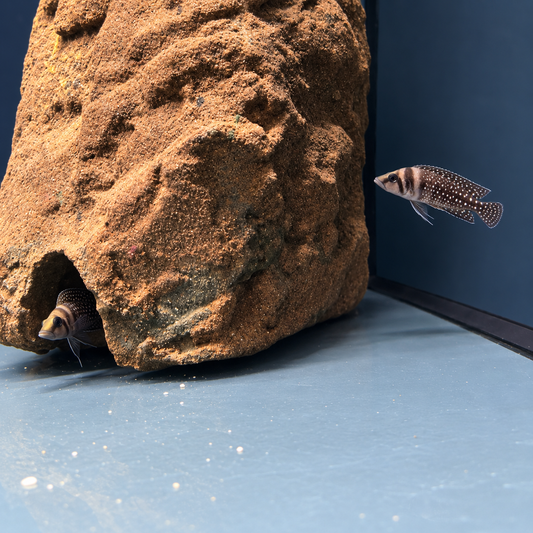 Altolamprologus calvus black pearl talla 4-5cm