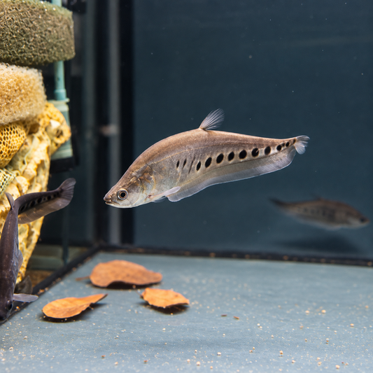Notopterus chitala talla 10cm