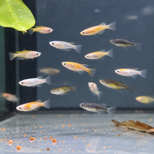 Oryzias latipes color mix talla 1-1,5cm