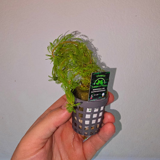 Myriophyllum Mattogrossense | oferta