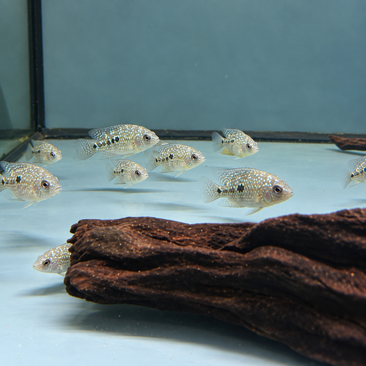 Herichthys cyanoguttatus - Texas Cichlid