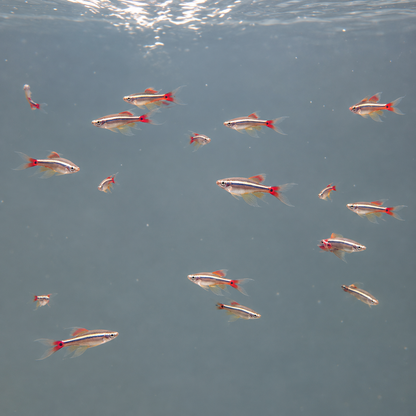 Tanichthys albonubes long fin talla 2,5-3cm