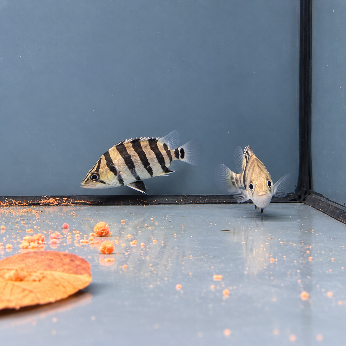 Datnioides quadrifasciatus talla 5cm