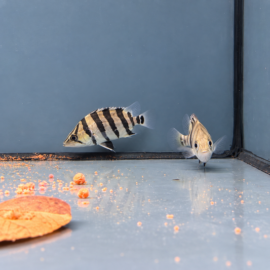 Datnioides quadrifasciatus talla 5cm