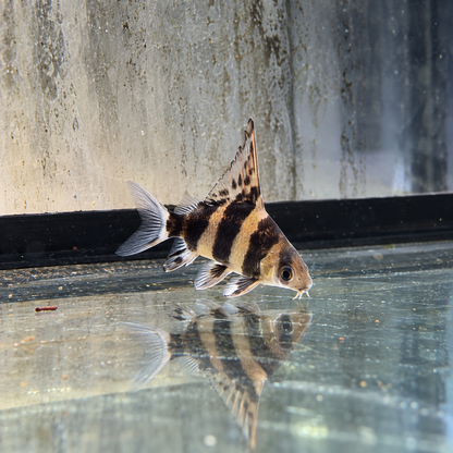 Myxocyprinus asuaticus talla 5-6cm
