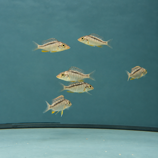 Taeniolethrinops furcicauda talla 6-7cm
