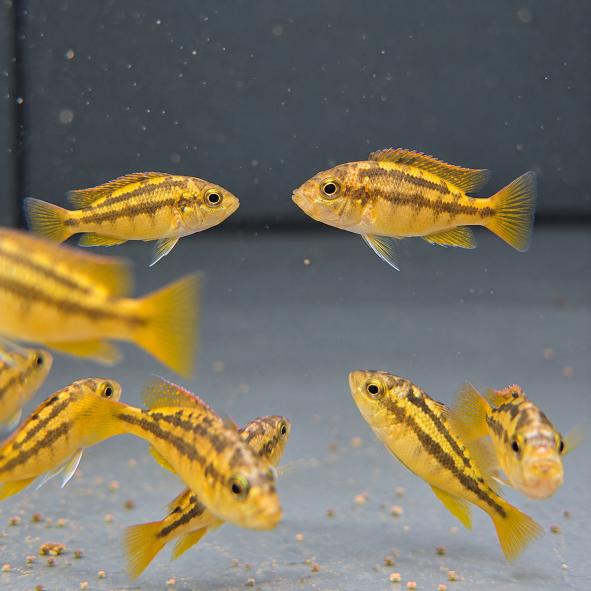 Haplochromis rock kribensis talla 4cm