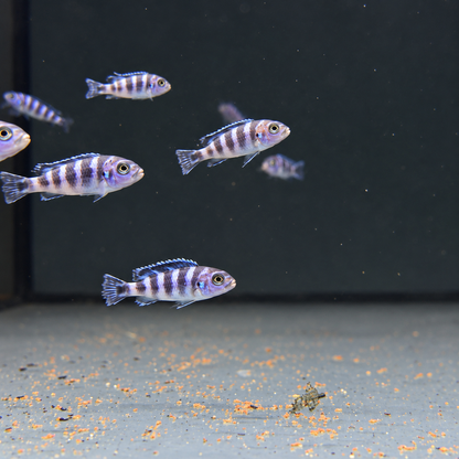 Pseudotropheus demasoni talla 3cm
