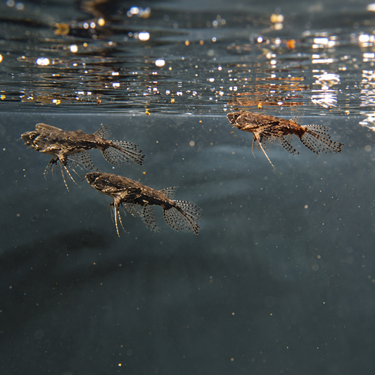 Synodontis velifera talla 5-6cm