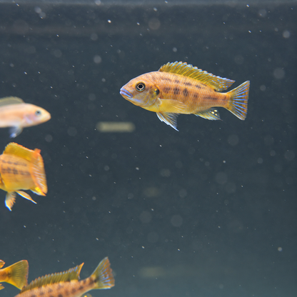 Pseudotropheus williamsi blue lips talla 4-5cm