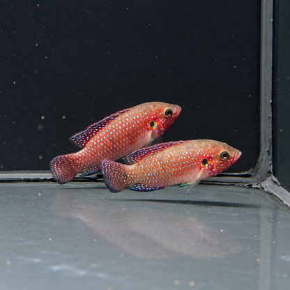 Hemichromis lifalili talla XL