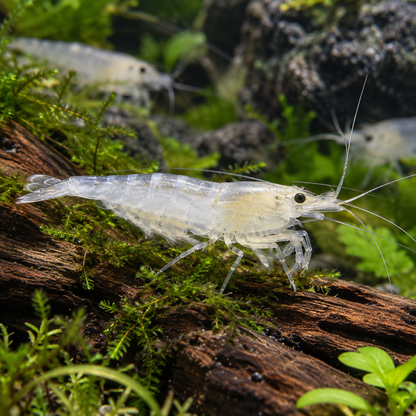 Caridina multidentata japónica white