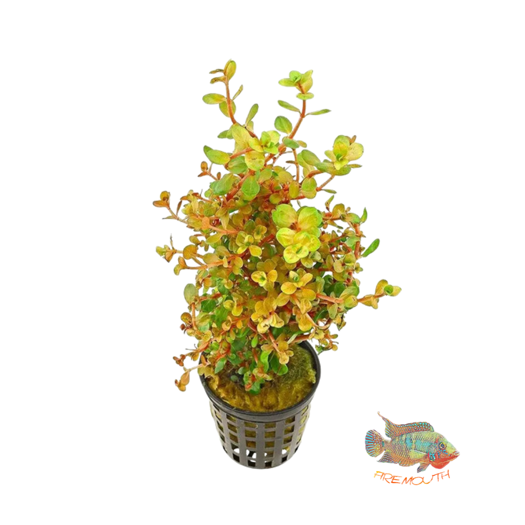 Rotala orange juice | aquarium plant