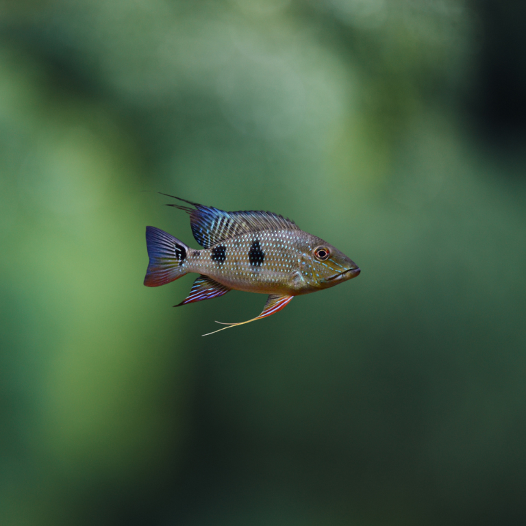 Geophagus Daemon Wild 4-6cm