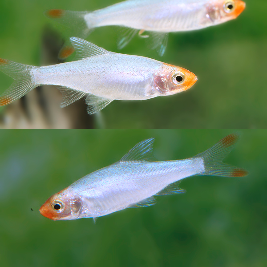 Sawbwa resplendens lg-xlg